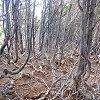 Plants: image 59 Of 208 Thumb